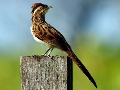 5.7 Pássaros não dizem&nbsp;adeus